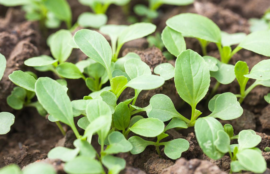 白菜苗期用什么肥料