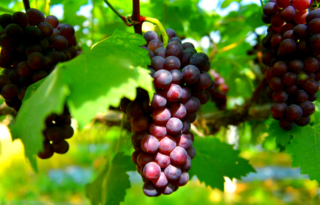 葡萄秋肥用什么肥料