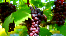 葡萄秋肥用什么肥料