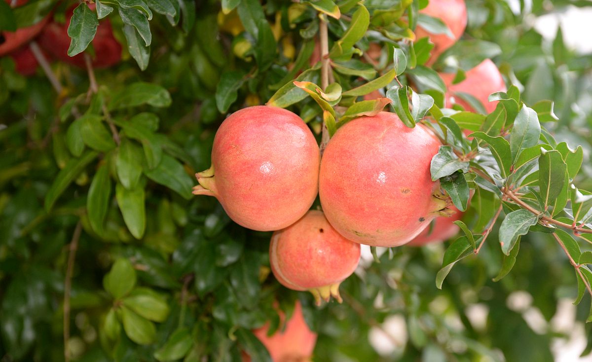 石榴树施肥用什么肥料