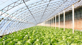 大棚蔬菜采收期用什么肥料好