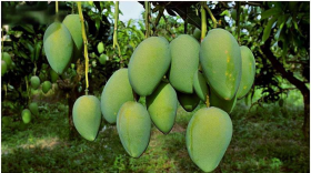 芒果树用什么肥料最好