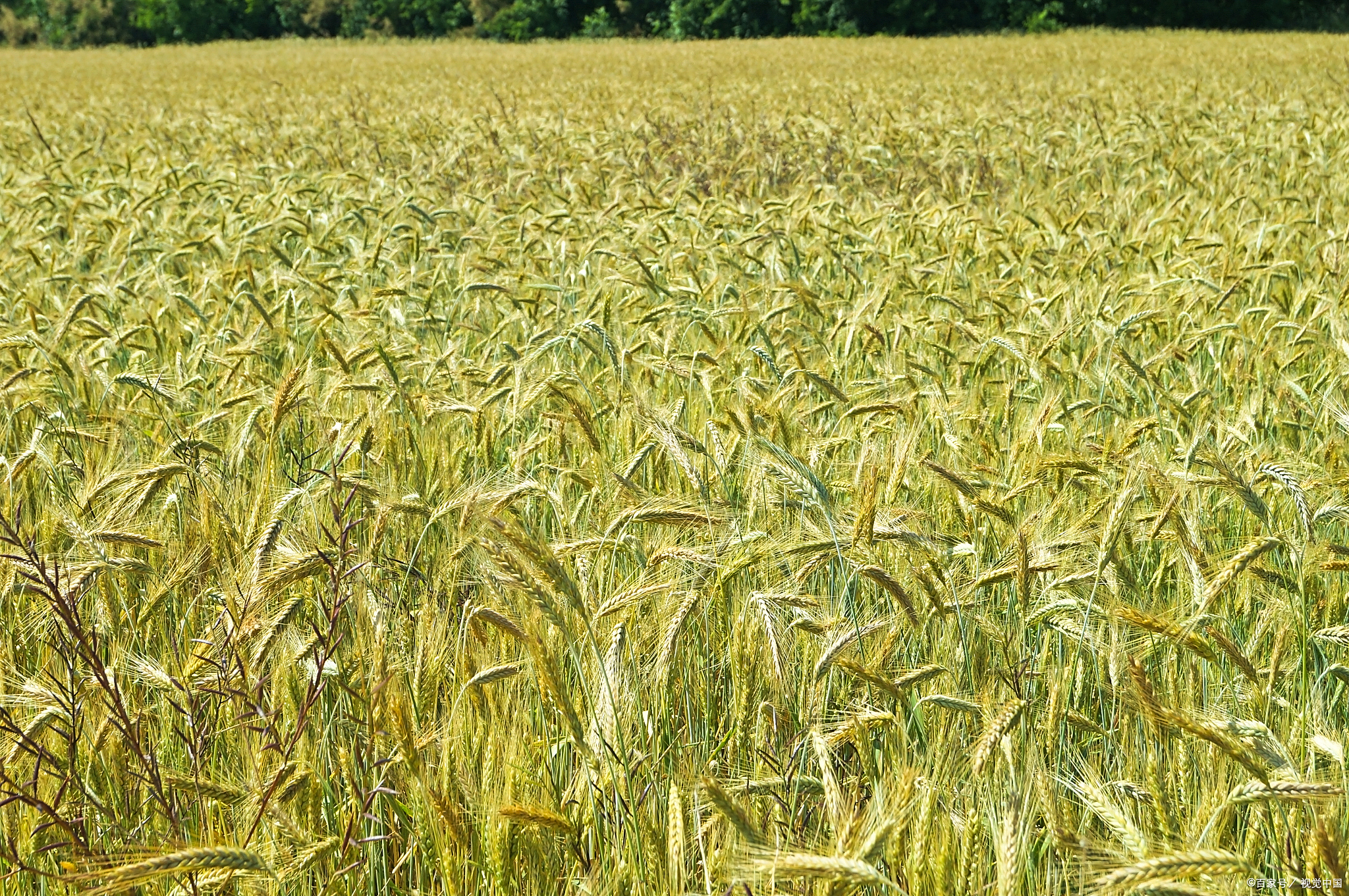 小麦刚出苗土壤盐碱化怎么办