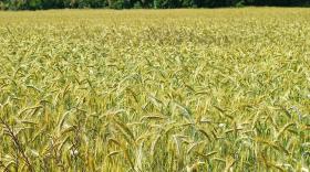 小麦刚出苗土壤盐碱化怎么办