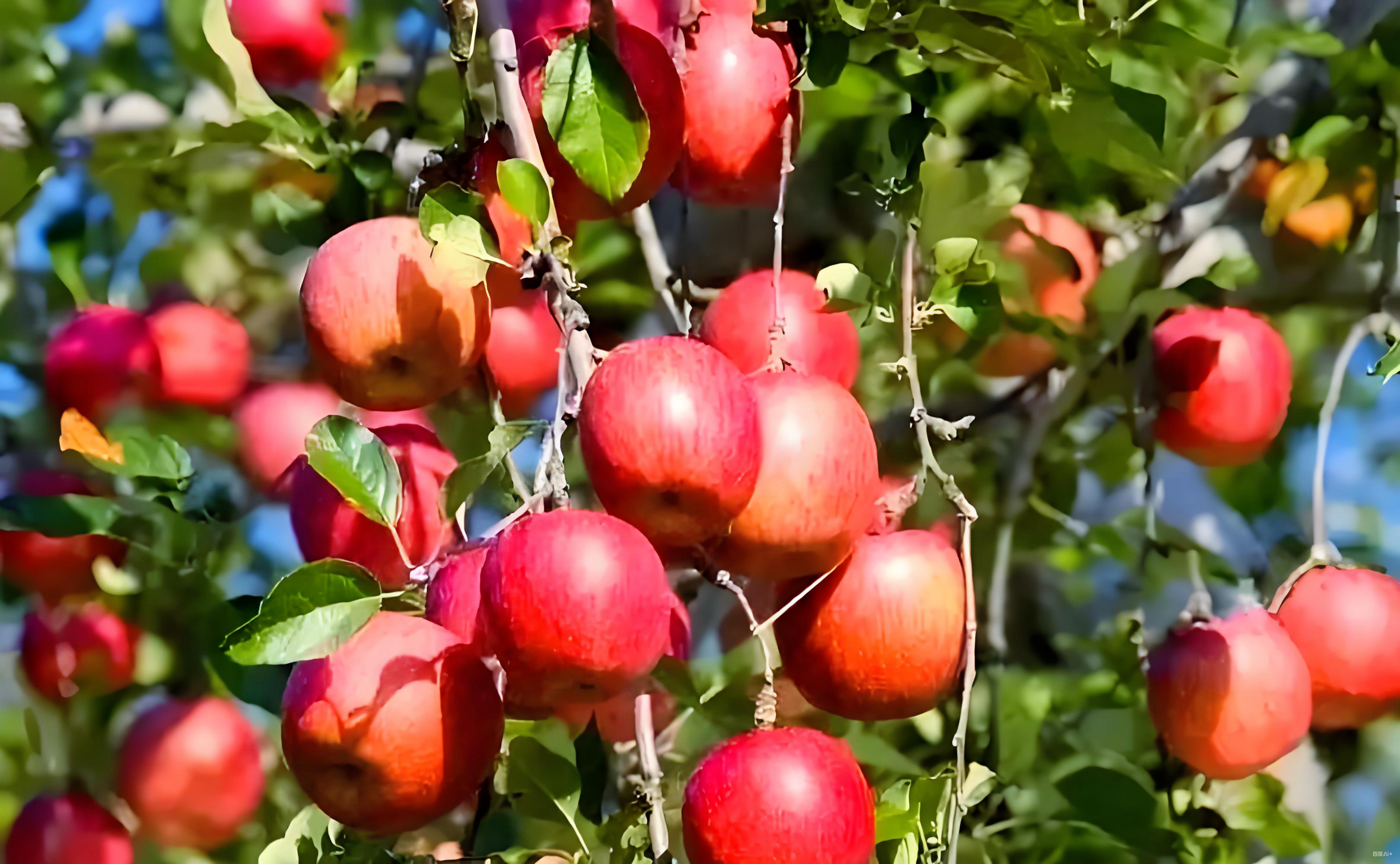 果树秋肥什么时候施比较好
