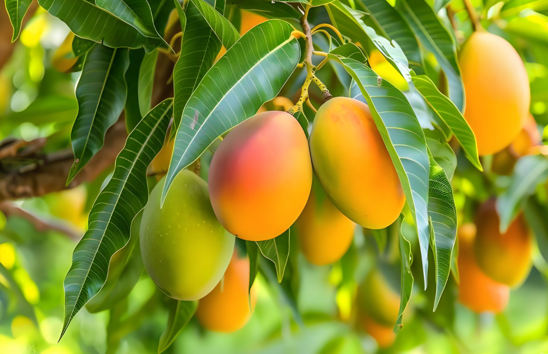 果树秋肥什么时候施比较好