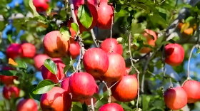 果树秋肥什么时候施比较好