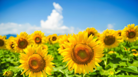 葵花叶面肥用什么最好