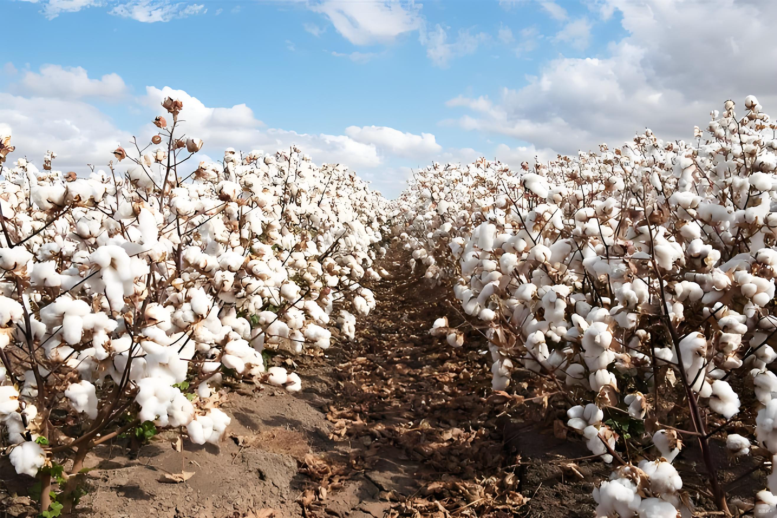 棉花底肥用什么肥料好