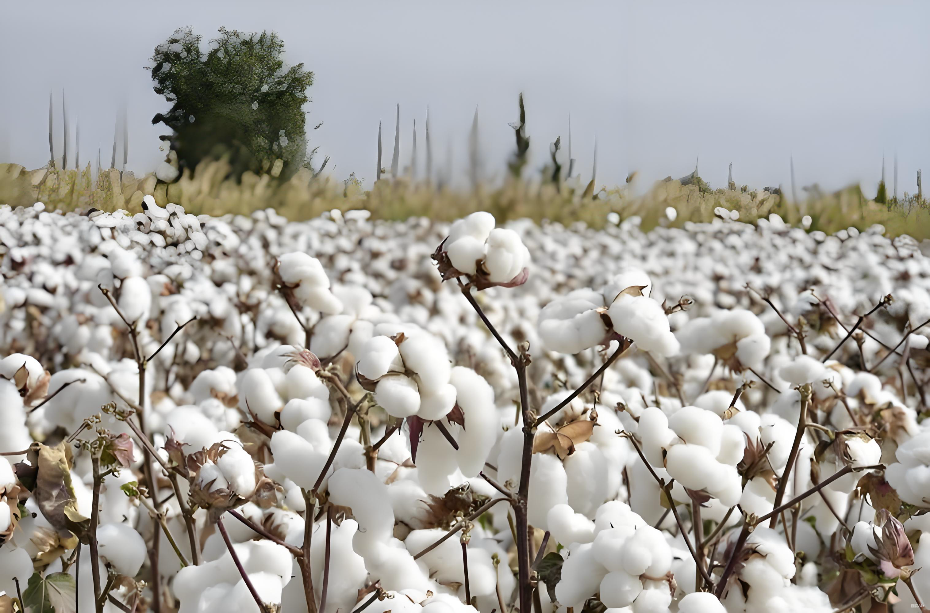 棉花底肥用什么肥料好