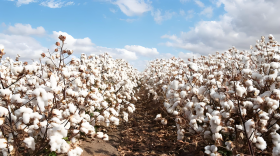 棉花底肥用什么肥料好