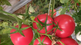 西红柿生长期高钾水溶肥好吗