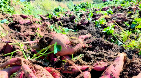 红薯线虫用什么药最好？