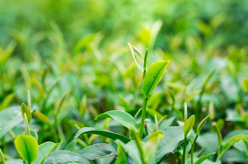 茶叶叶面肥用什么最好