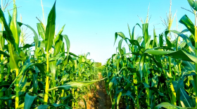 玉米喷施磷酸二氢钾最佳时间是什么