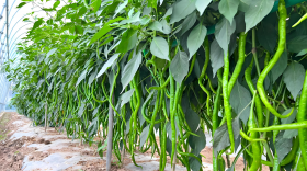 辣椒还未定植用肥料可以吗