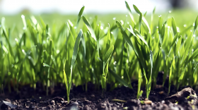 小麦刚出苗能打叶面肥吗