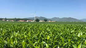 种百合用什么肥料做底肥