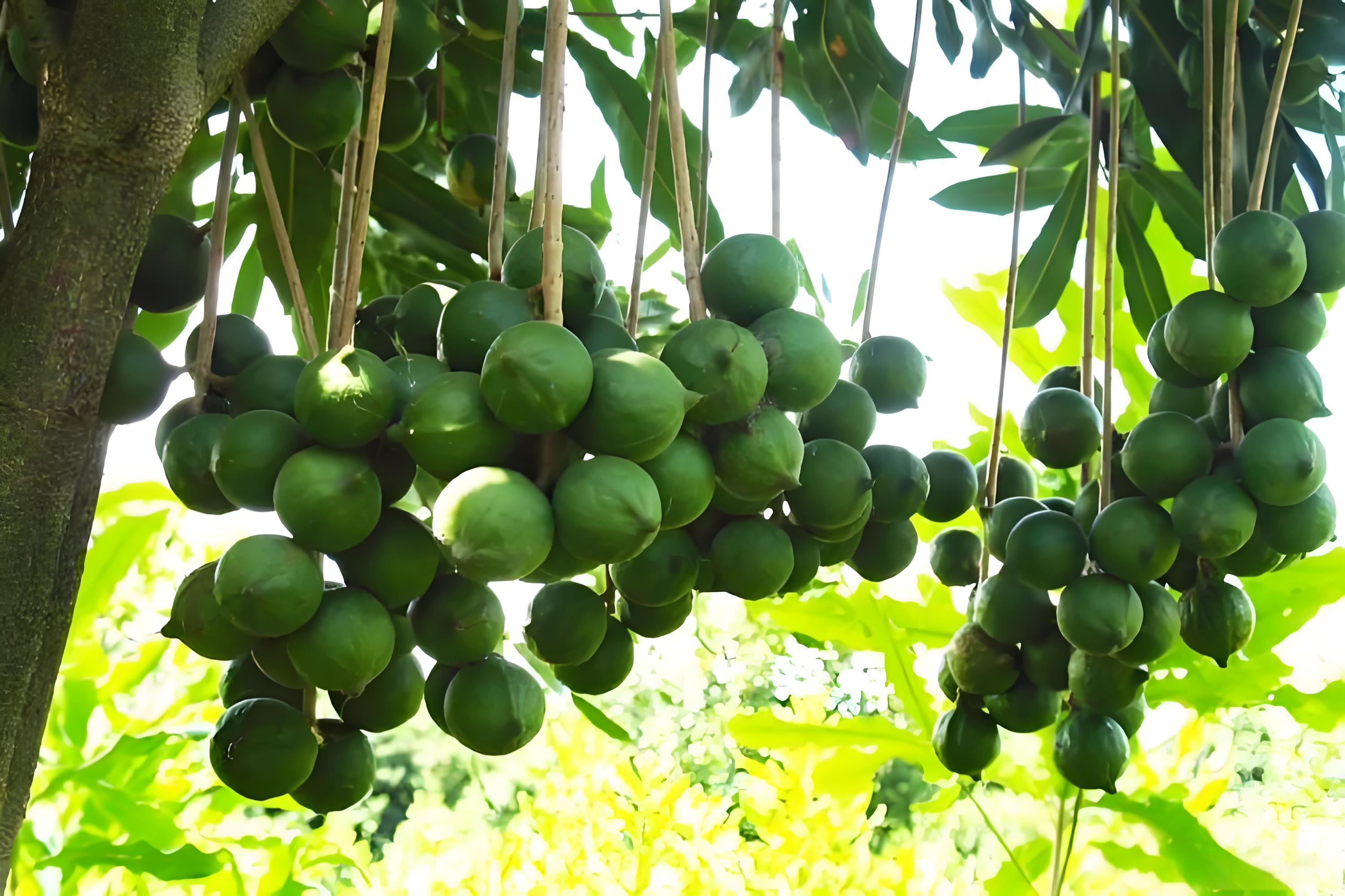 磷酸二氢钾坚果树能用吗