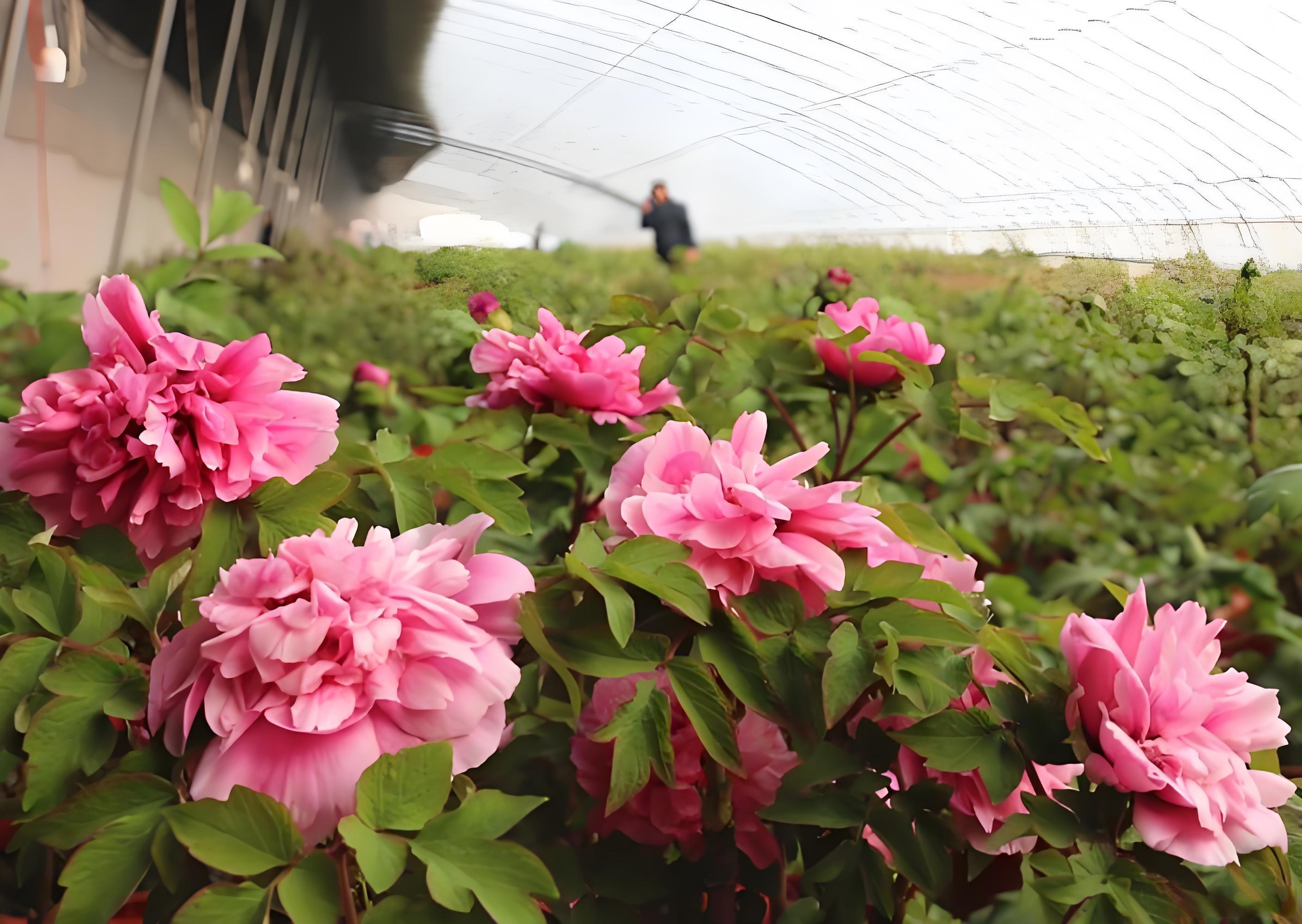 牡丹发芽期施什么肥