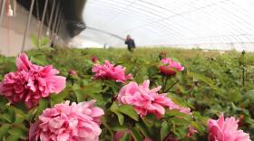 牡丹发芽期施什么肥