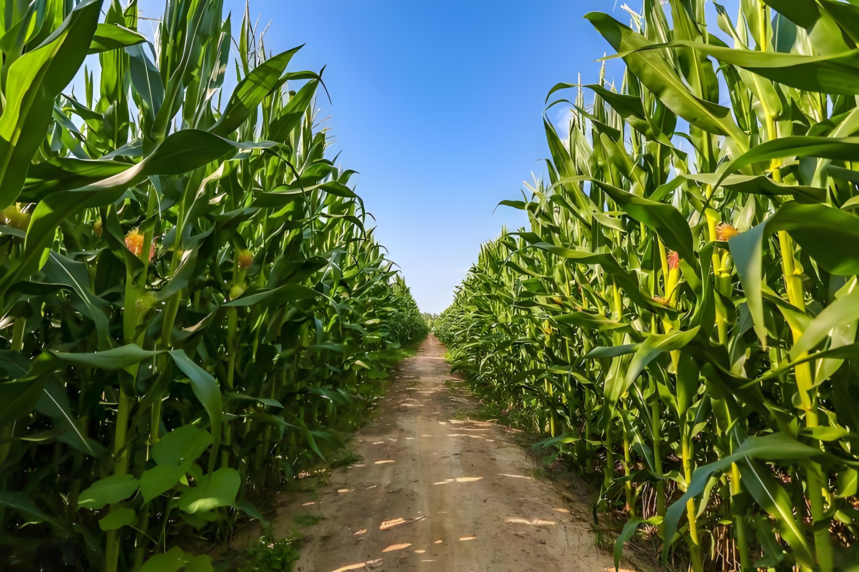 玉米用什么肥料追肥效果好