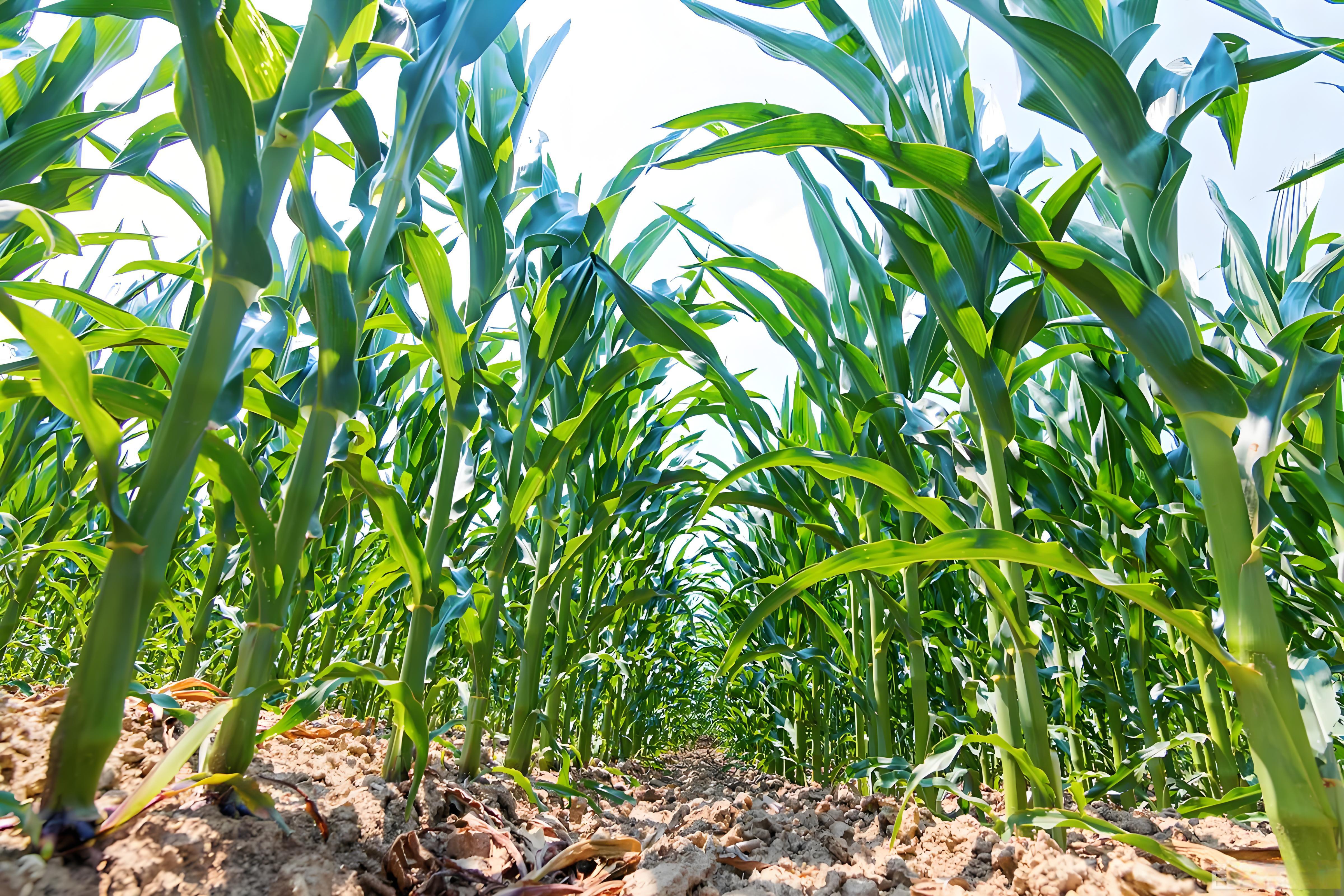 玉米用什么肥料追肥效果好