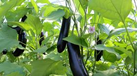 茄子挂果用什么肥果子又大又好