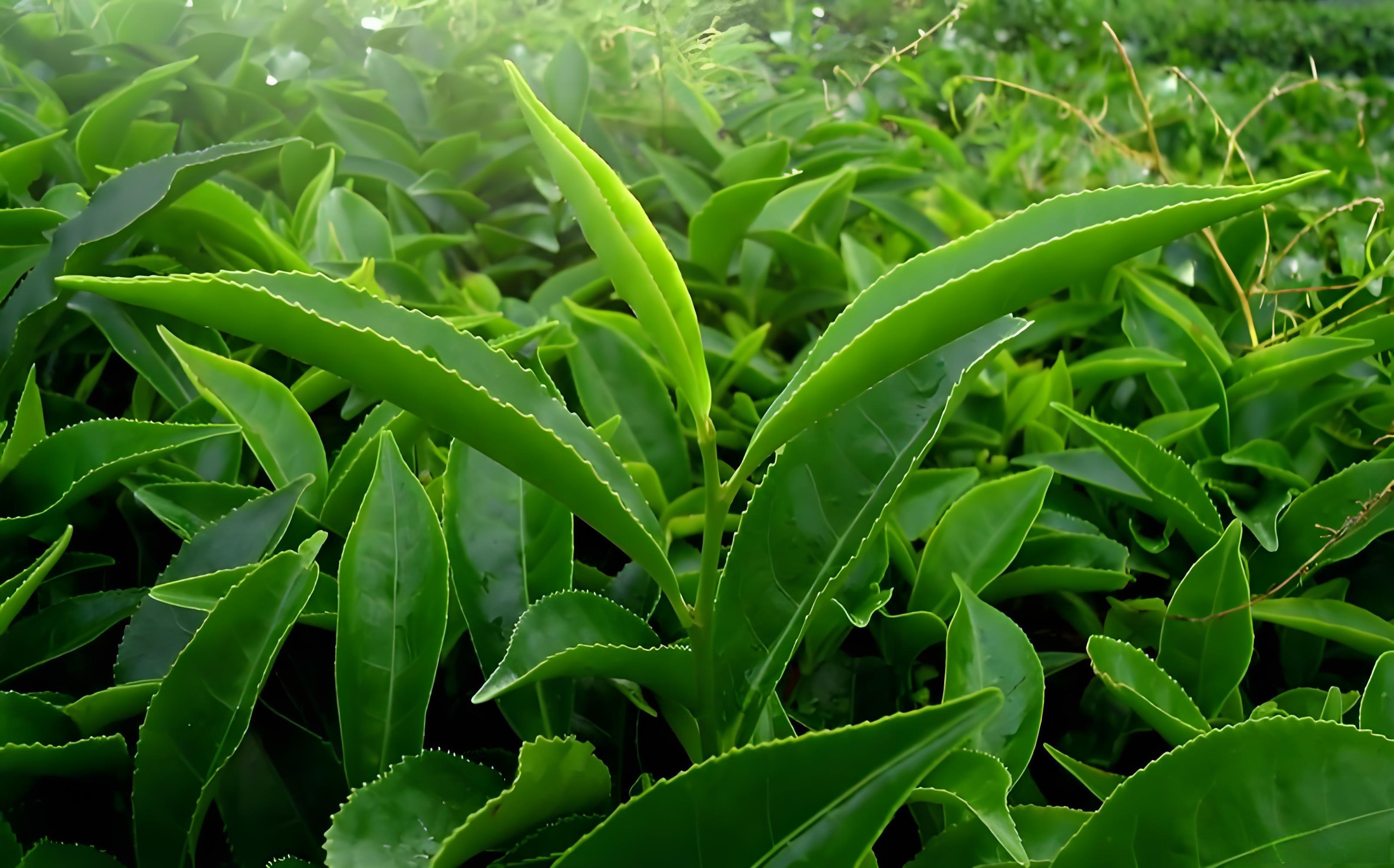 茶叶基肥什么时候施最佳