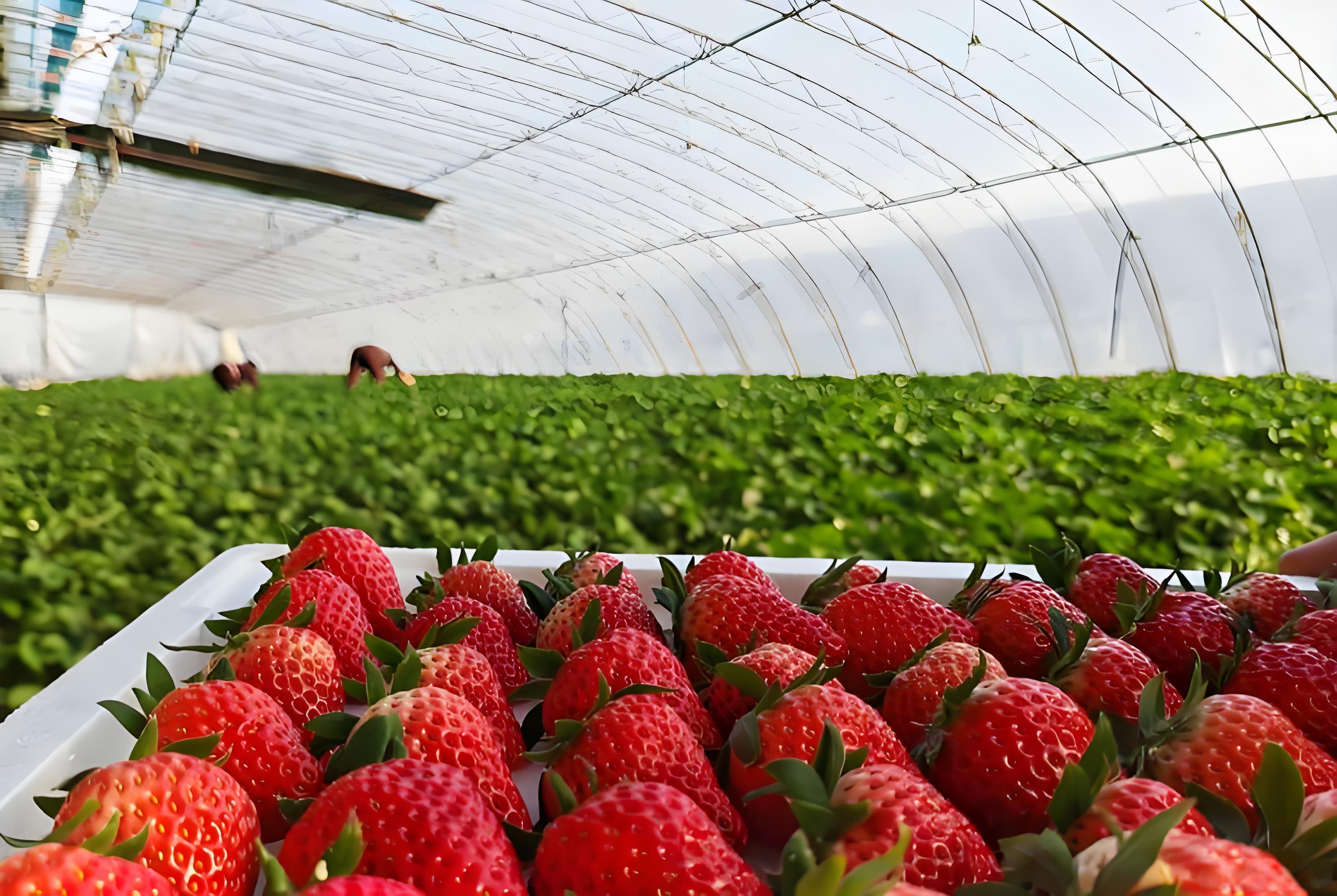 草莓花果期施什么肥最好
