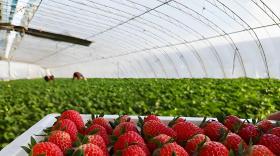 草莓花果期施什么肥最好