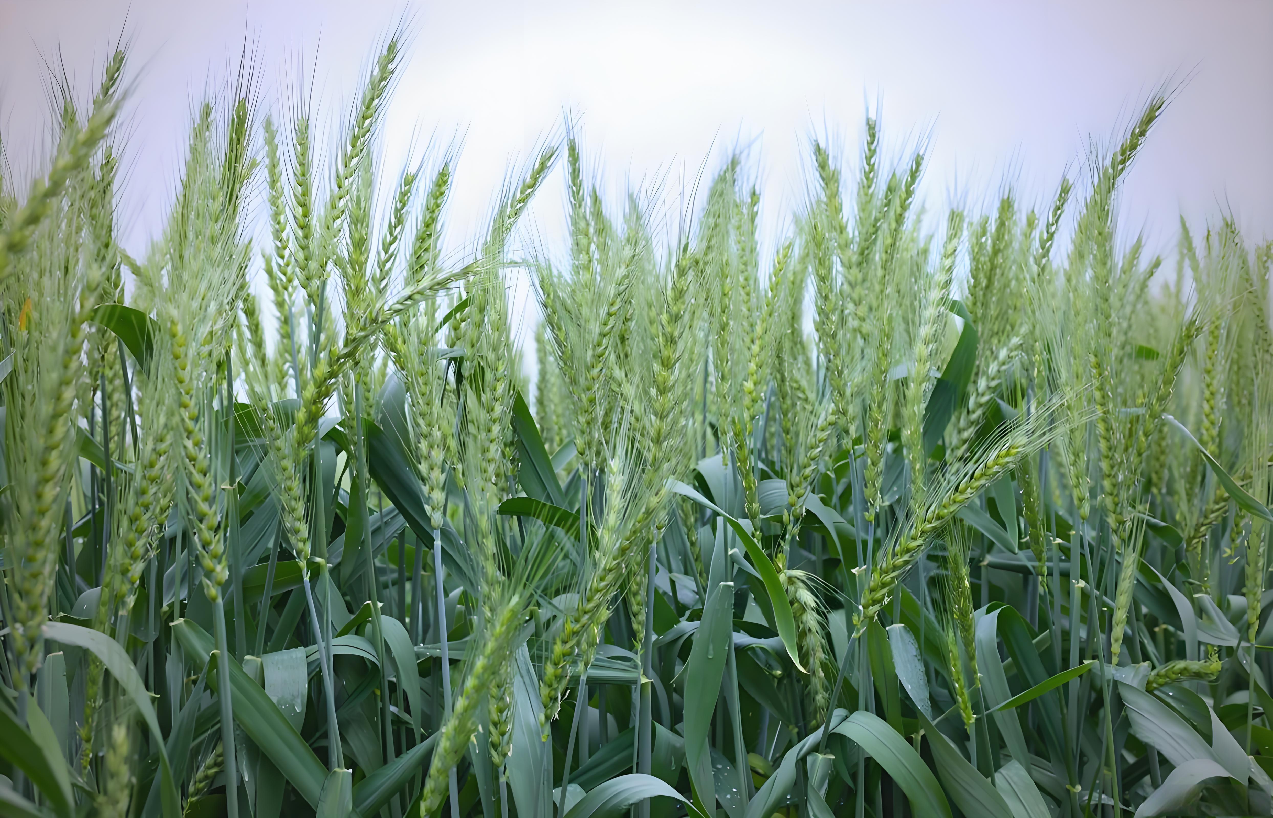 小麦根结线虫用什么药