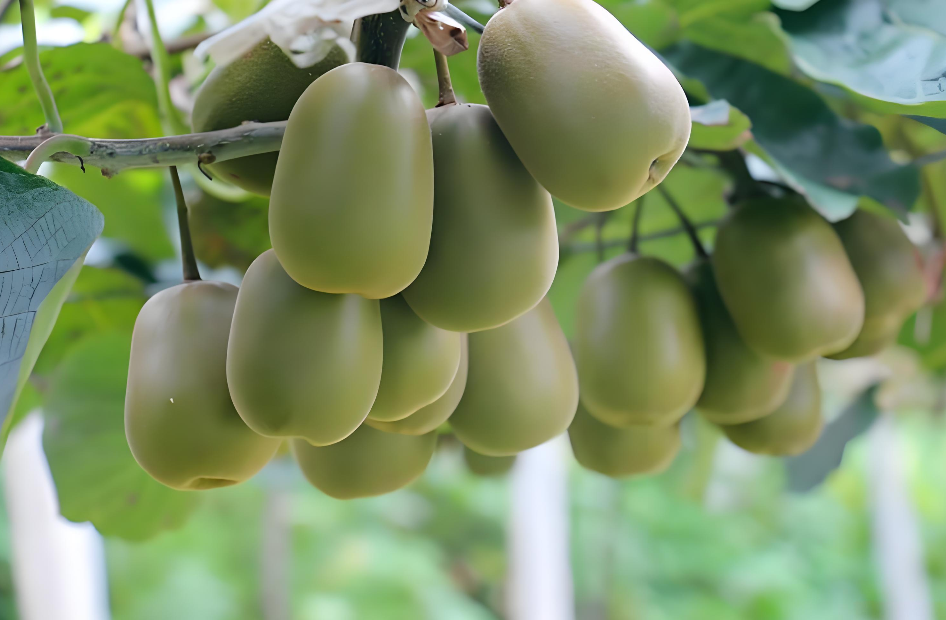 猕猴桃结束后施什么肥