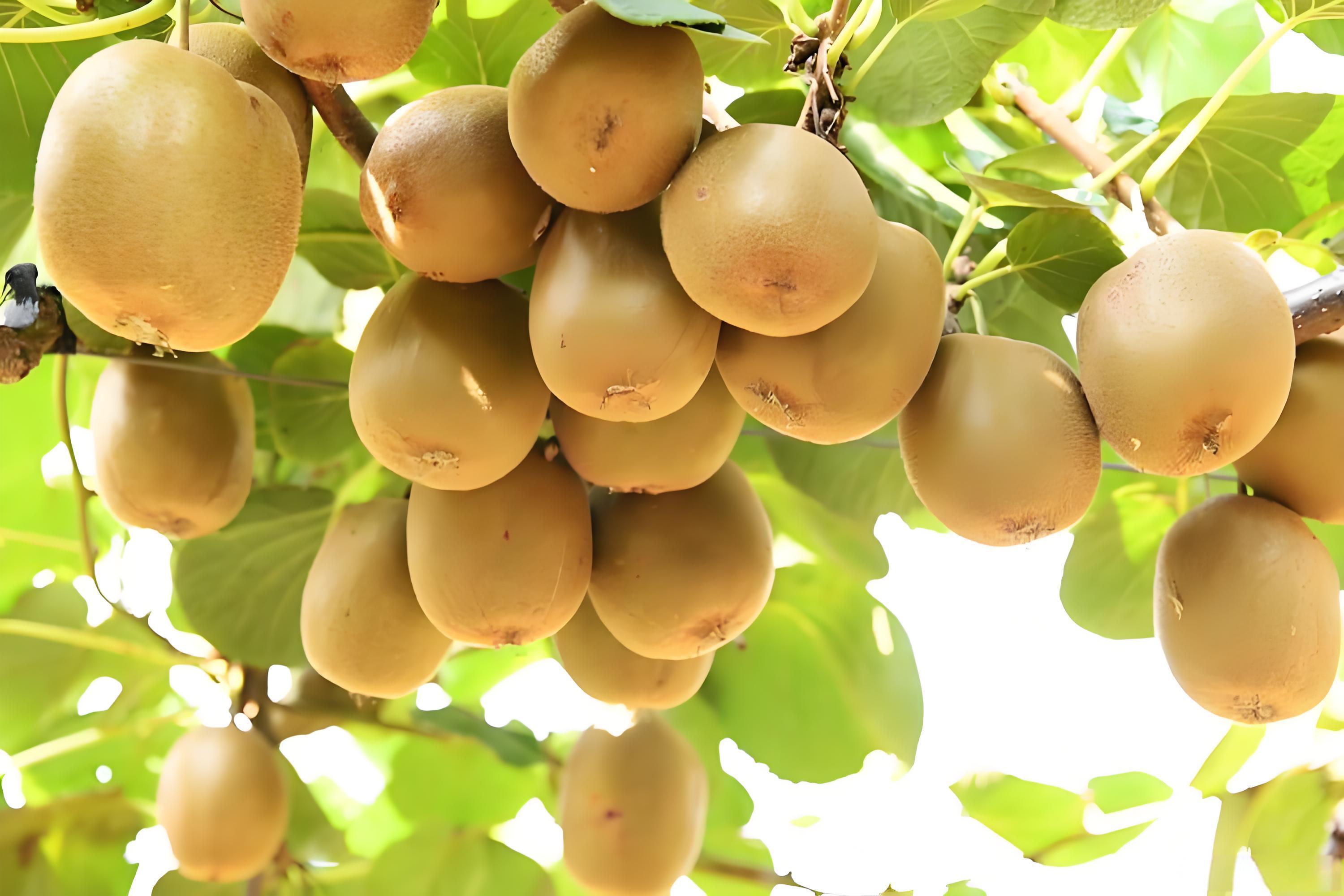 猕猴桃结束后施什么肥