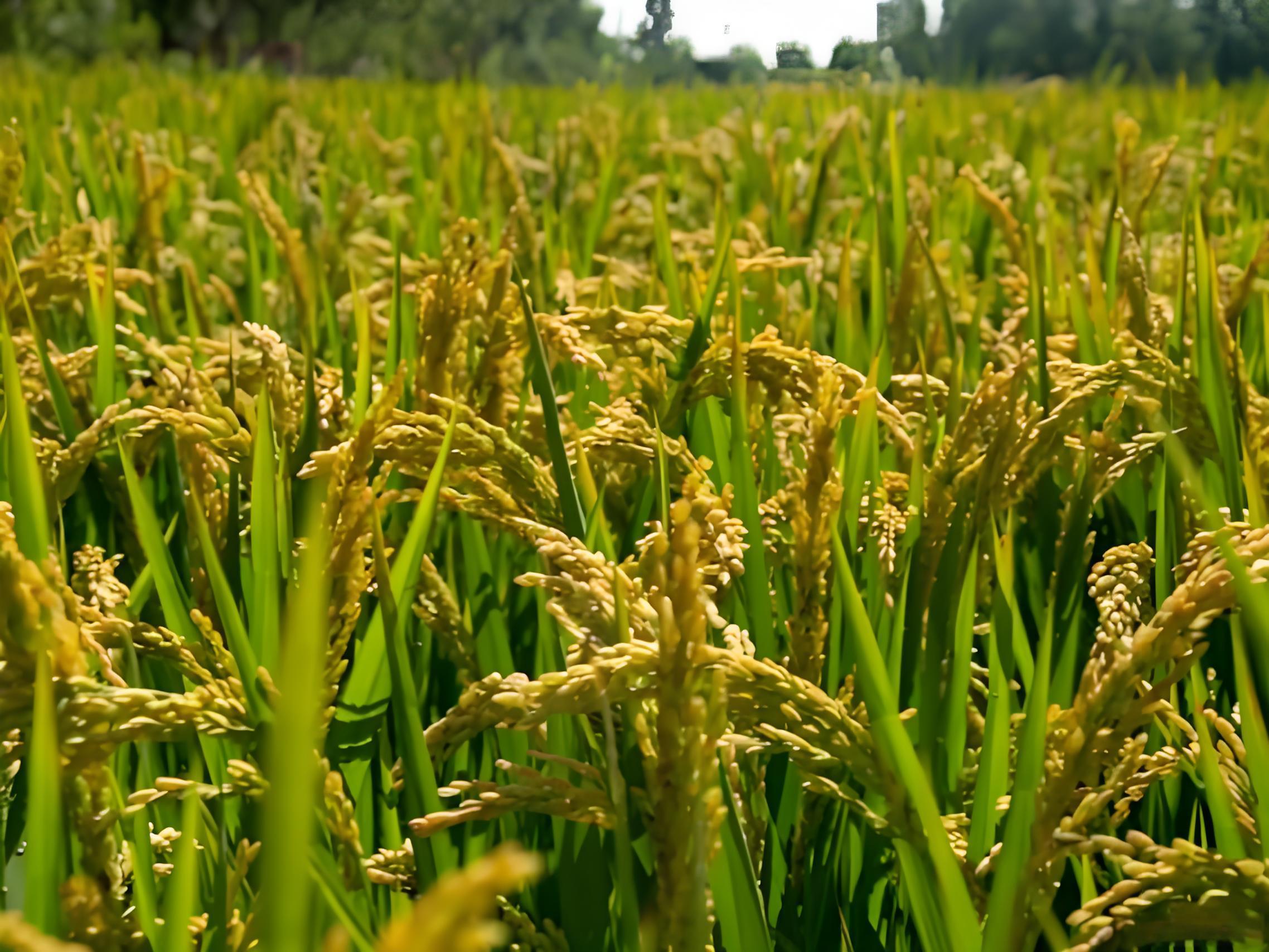 水稻磷酸二氢钾什么时候用最好