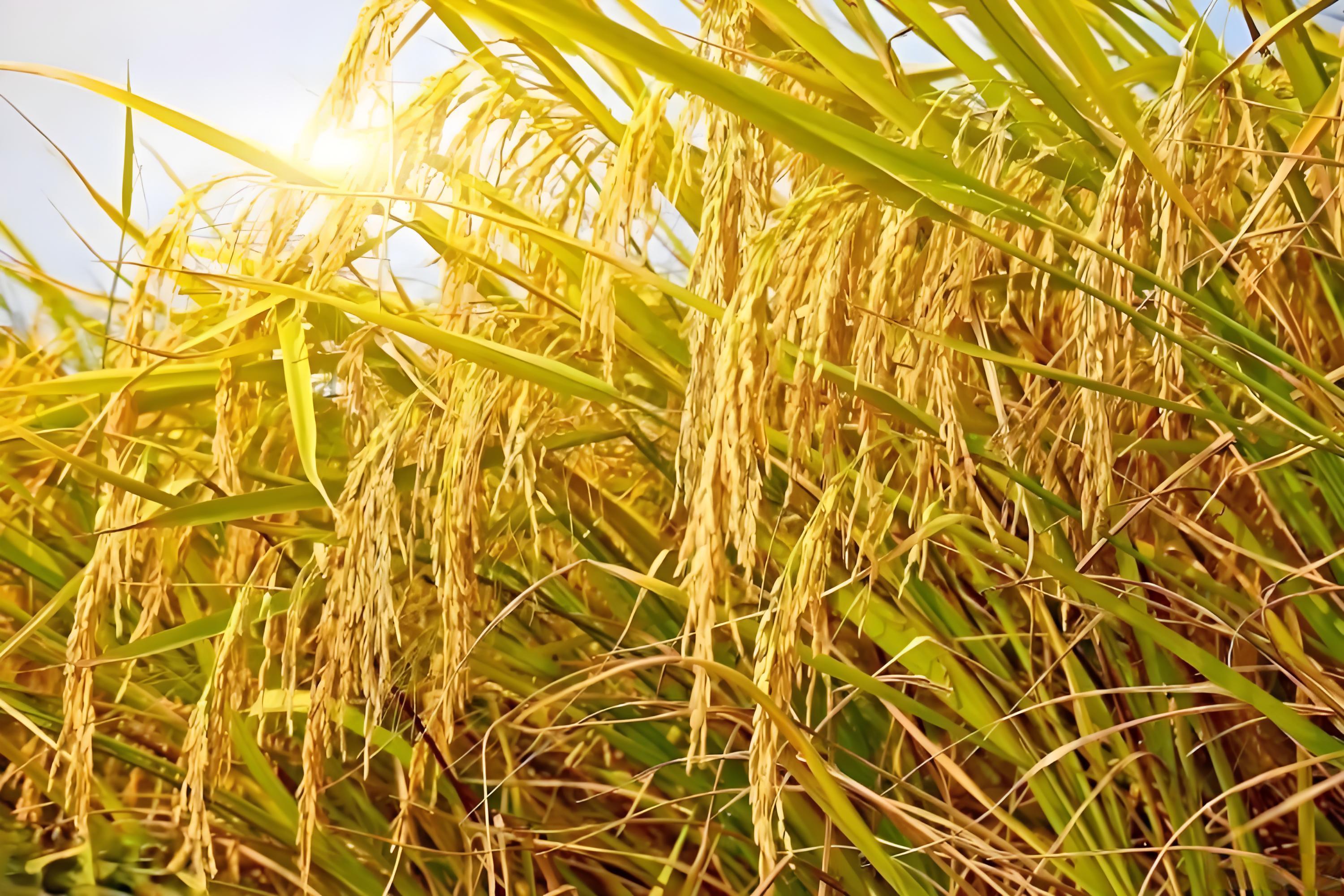 水稻磷酸二氢钾什么时候用最好