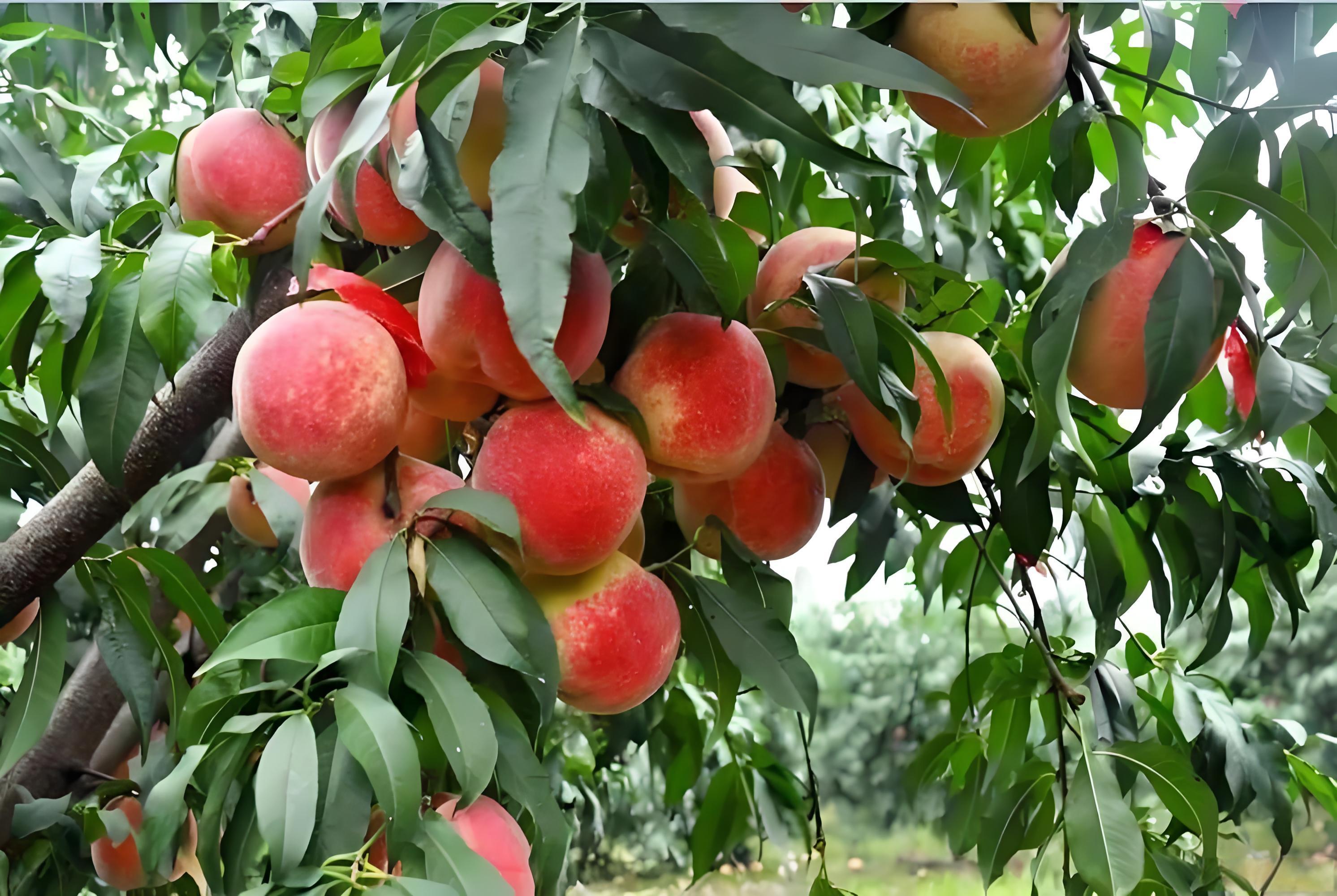 冬桃萌芽水溶肥怎么施