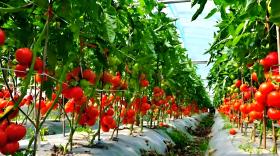 西红柿生长期如何施肥