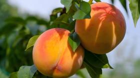 桃树后期追什么肥料