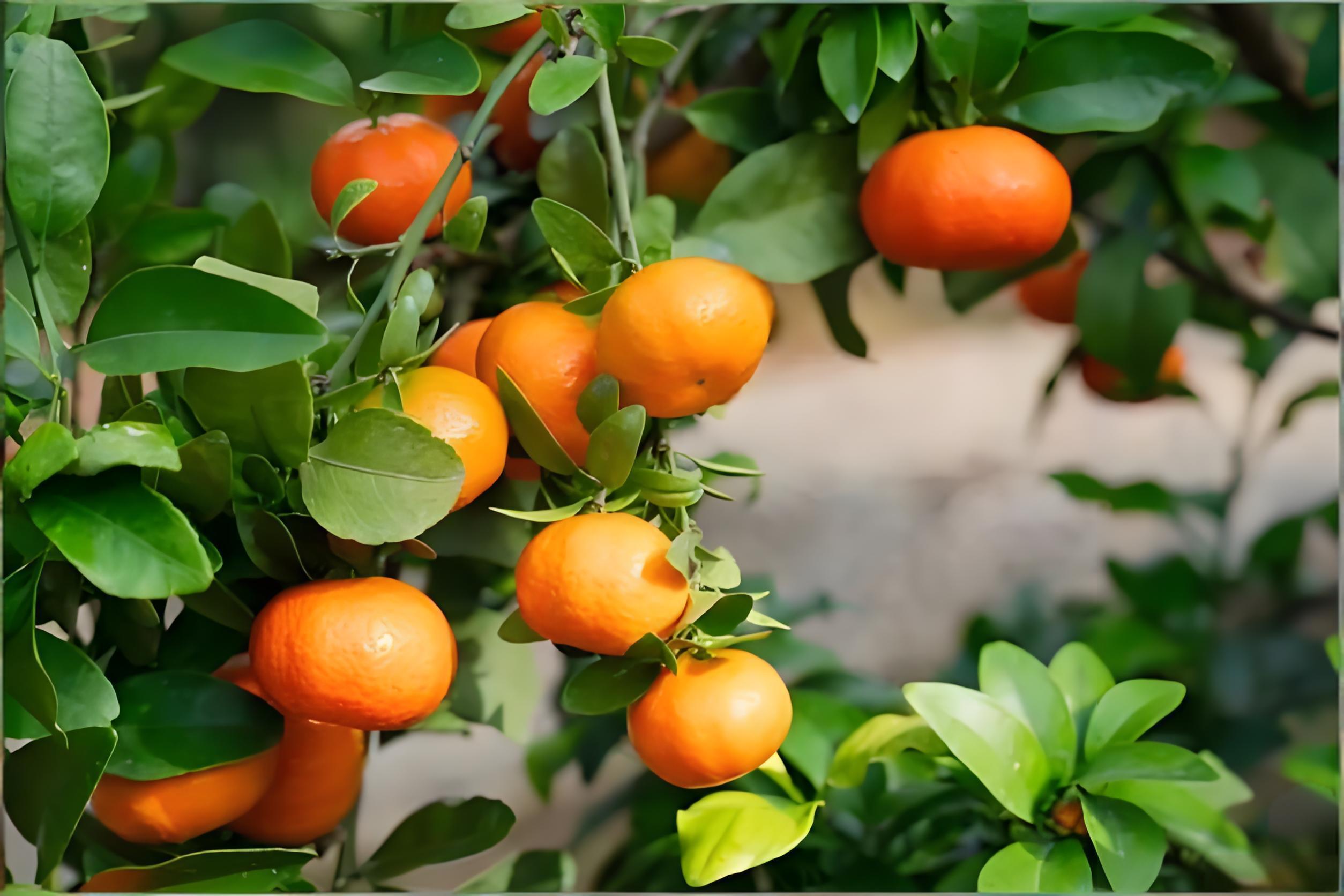 柑桔结果后怎么施肥