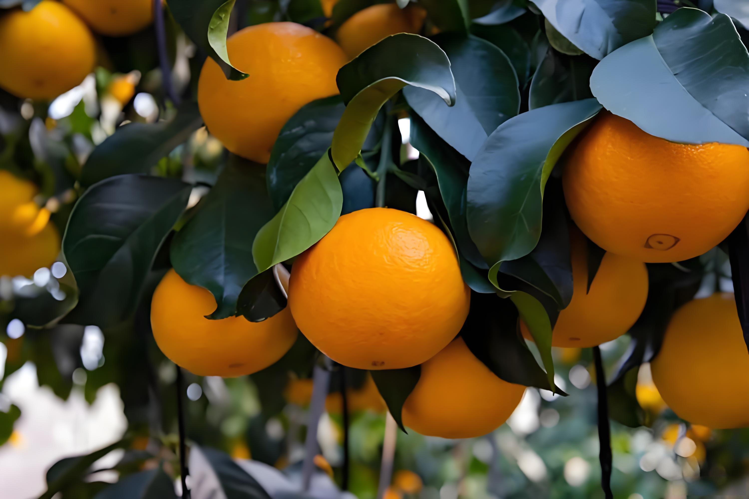 柑橘壮果主要用什么肥