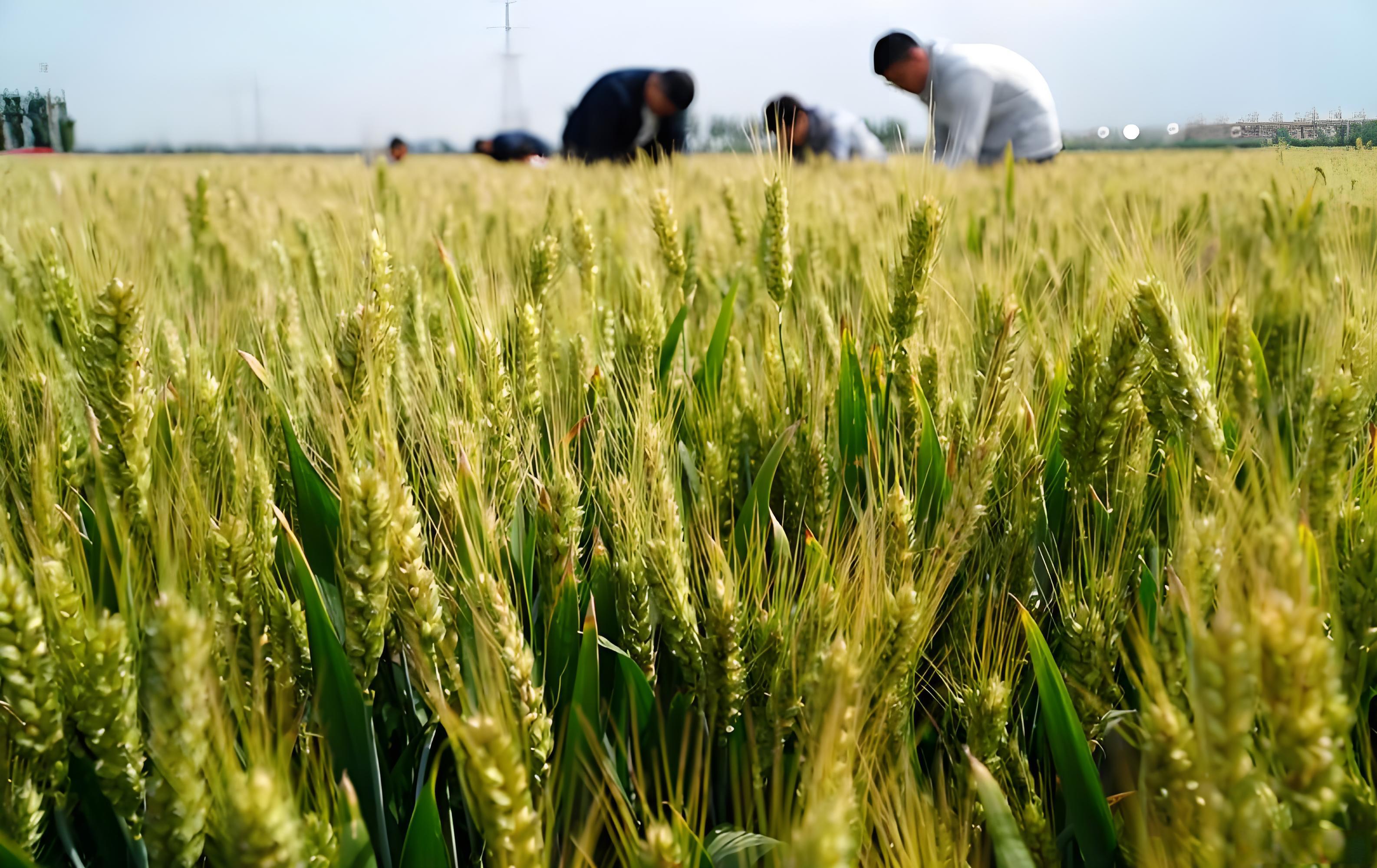小麦使用磷酸二氢钾会增产吗