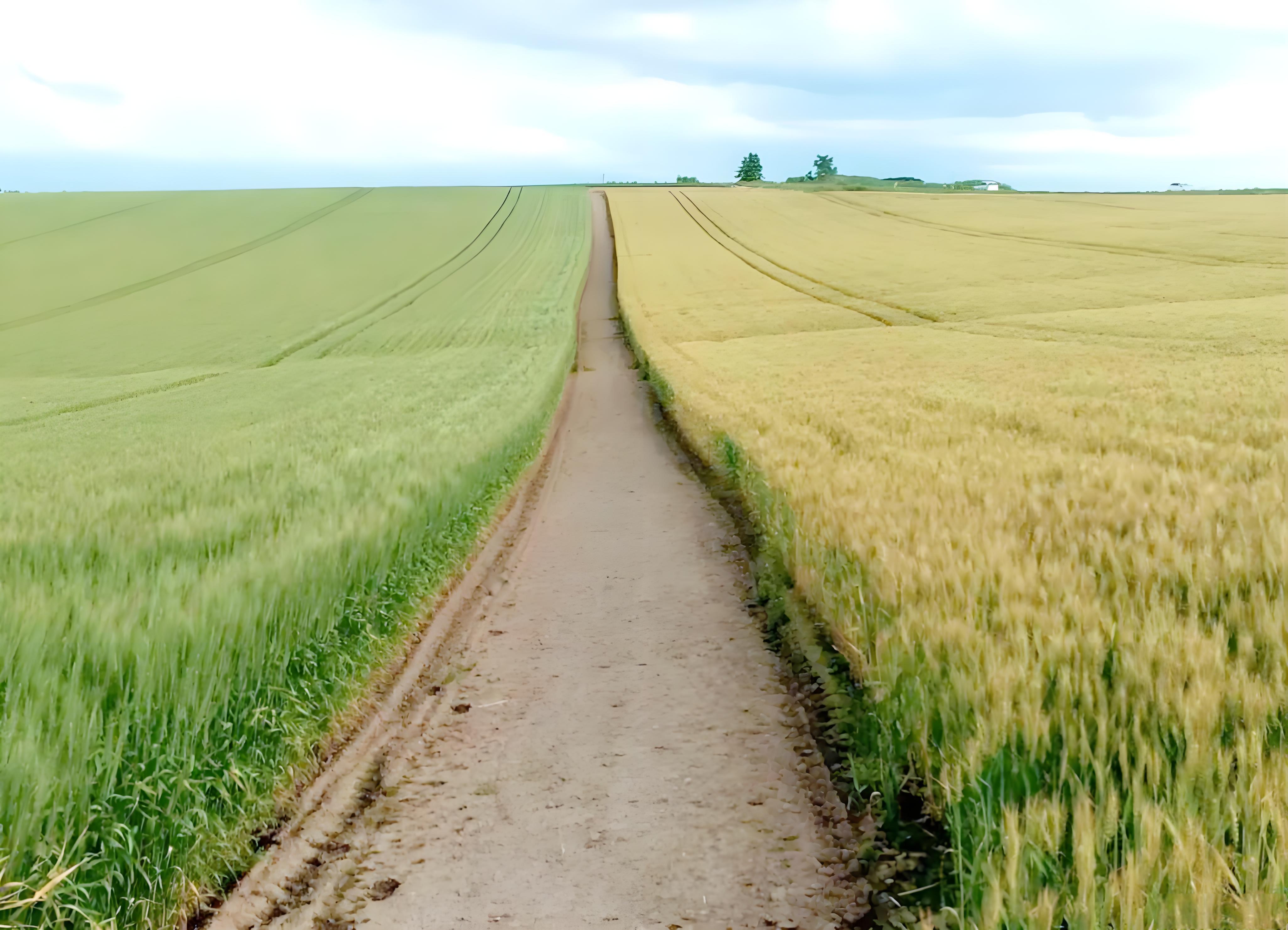 小麦使用磷酸二氢钾会增产吗