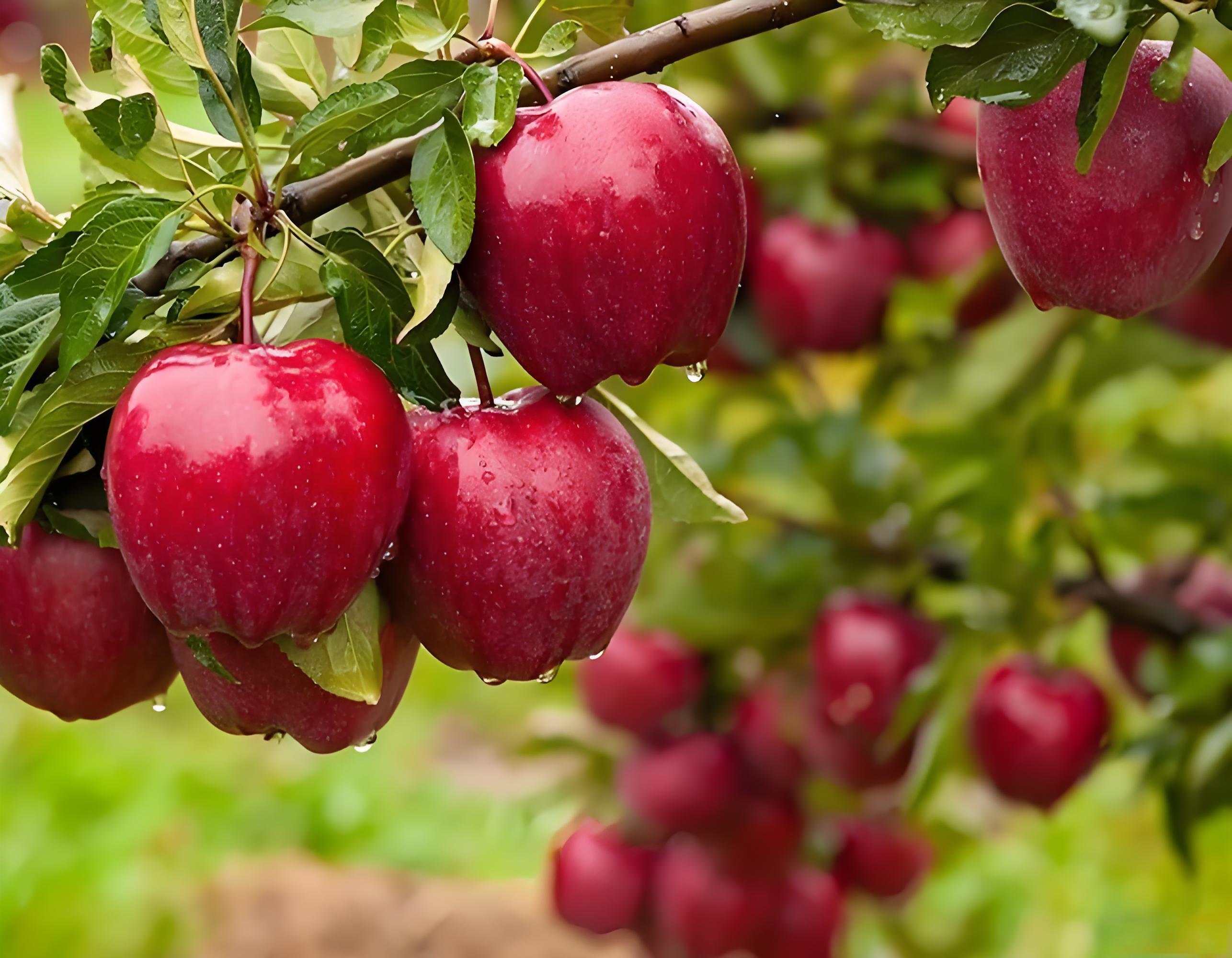 苹果转色期用什么肥好