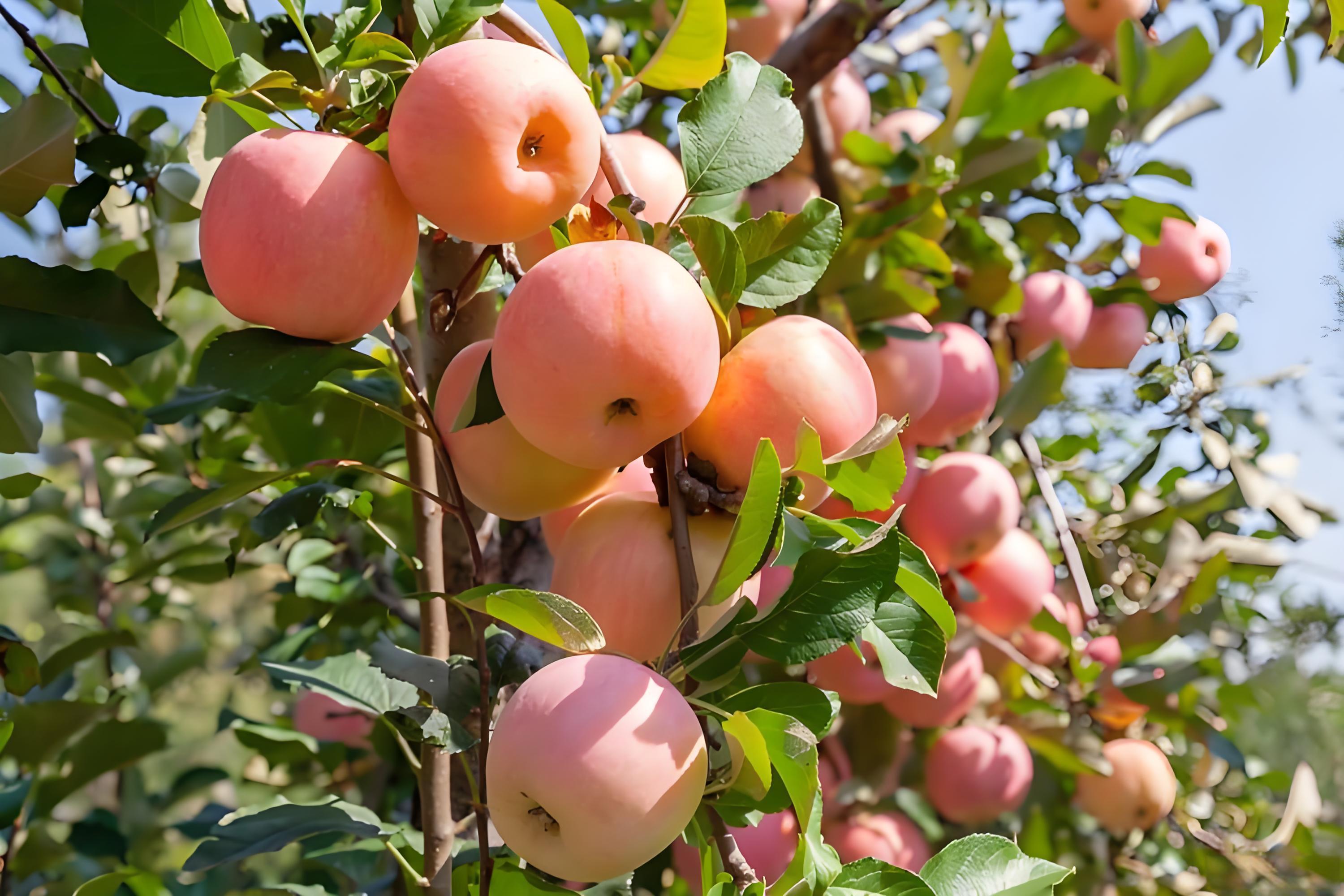 苹果转色期用什么肥好