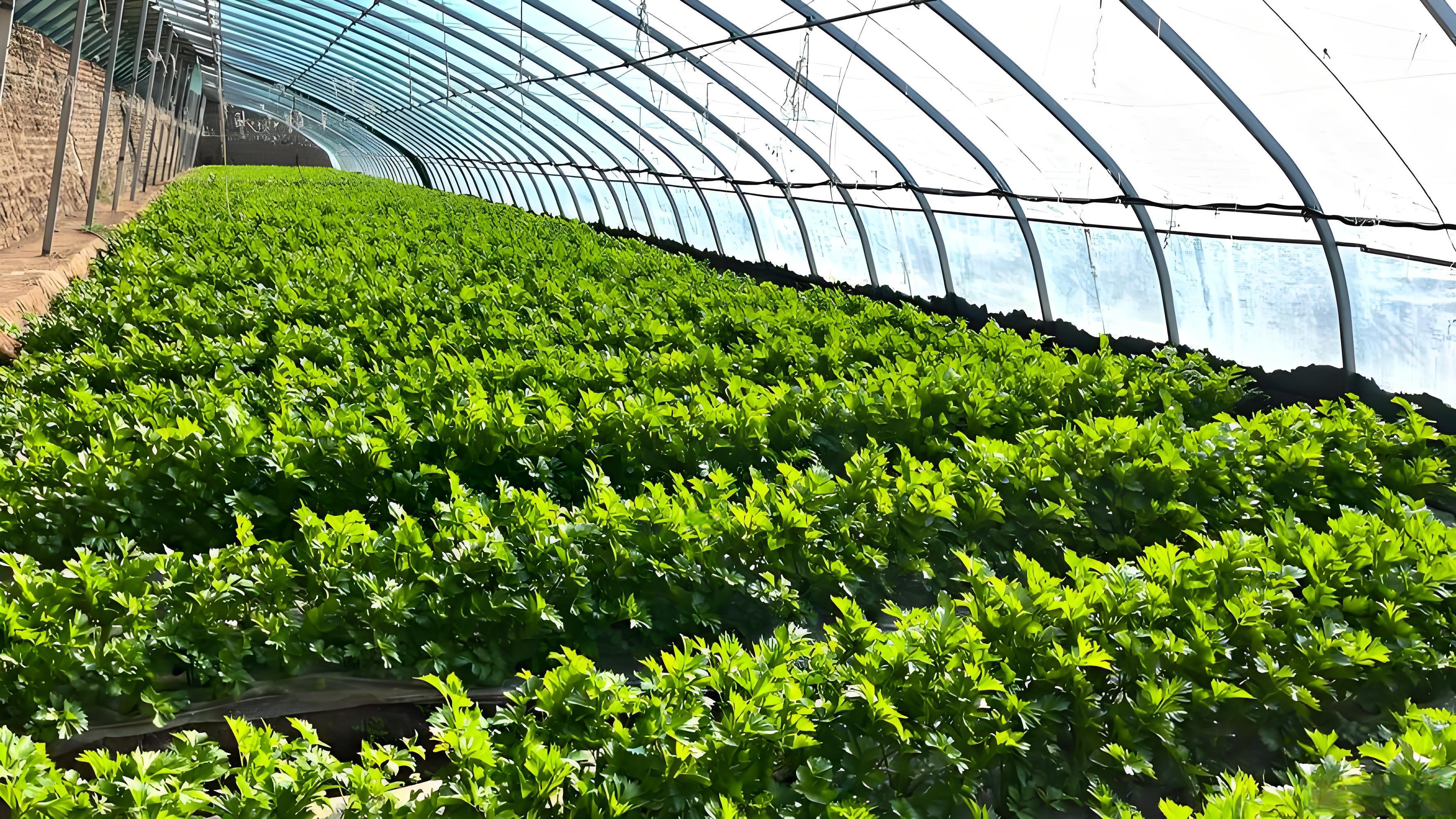 蔬菜施肥后多久可吸收