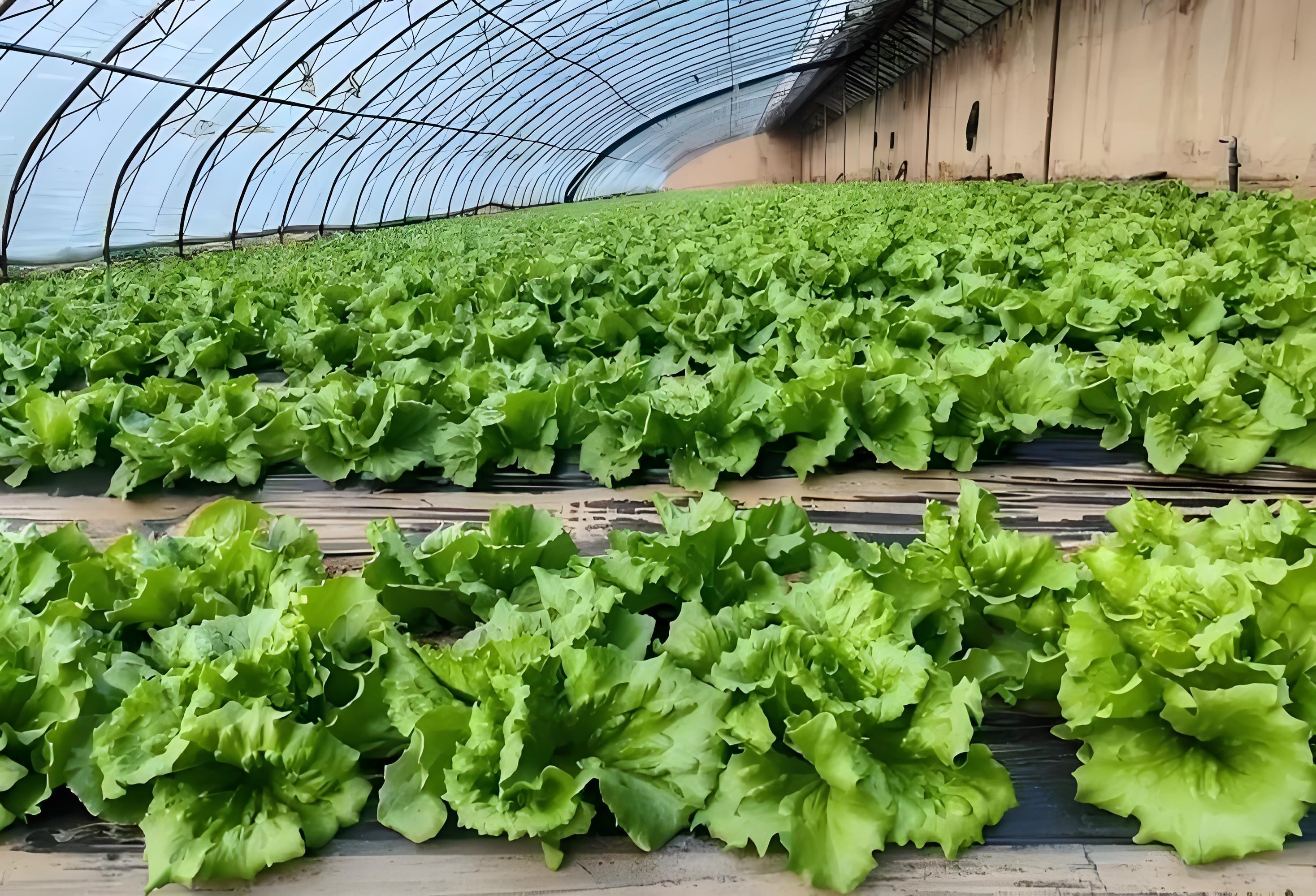 蔬菜施肥后多久可吸收