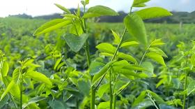 树仔菜采摘期多久施肥好