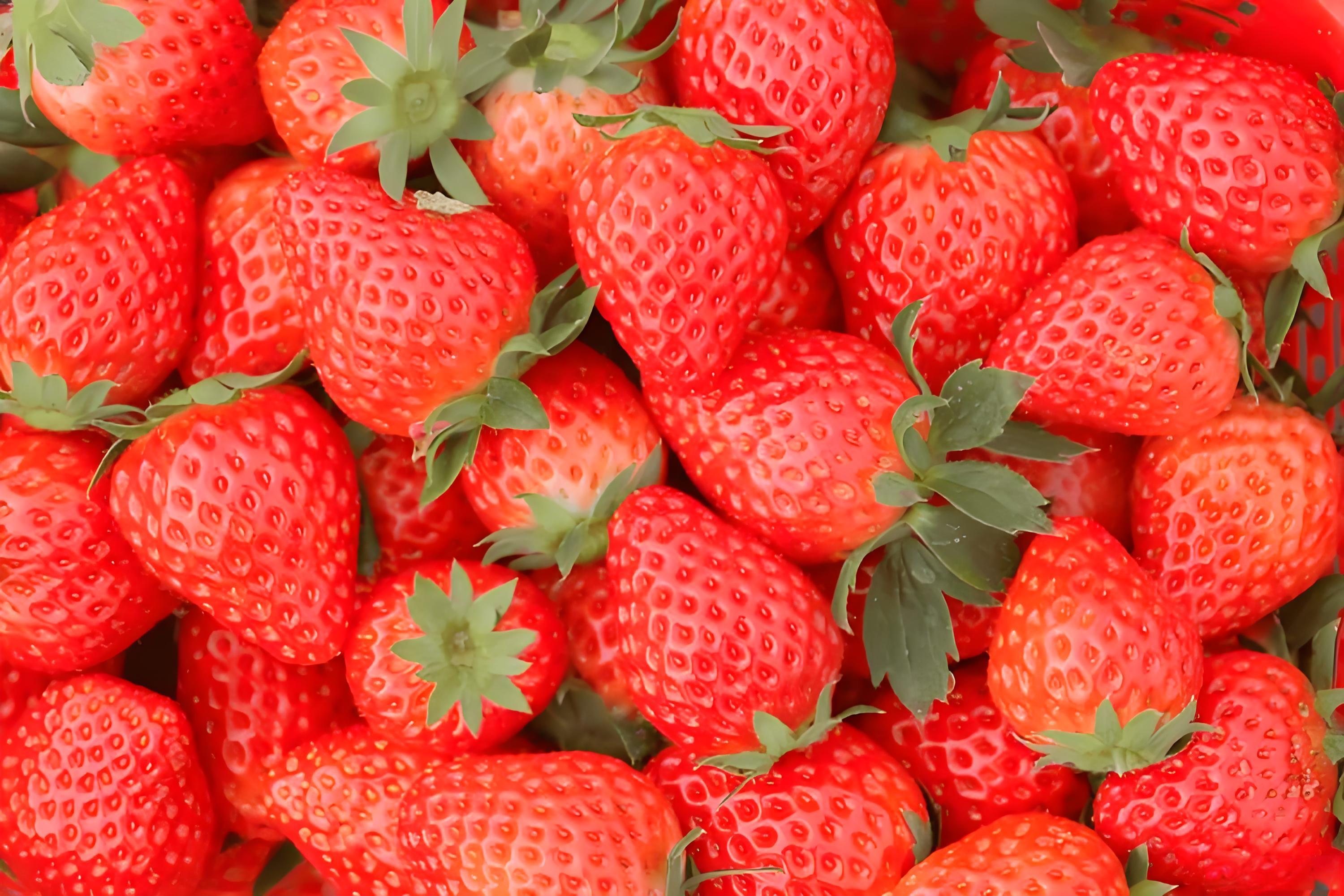 草莓定植生根期多少天？用什么肥好？