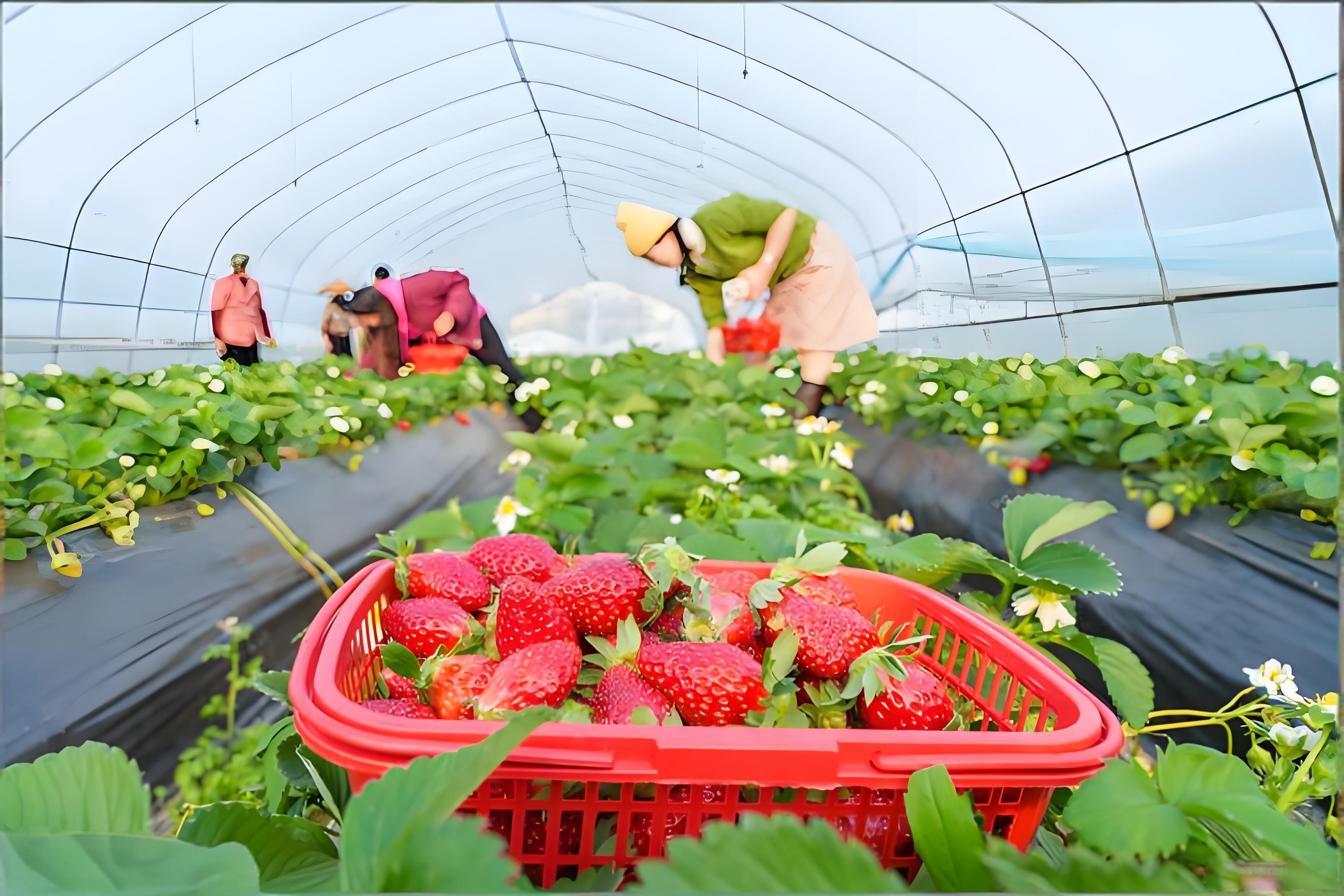 草莓定植生根期多少天？用什么肥好？